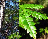 Lyonothamnus floribundus