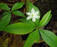 Lysimachia borealis