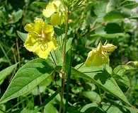 Lysimachia ciliata