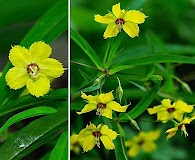 Lysimachia lanceolata