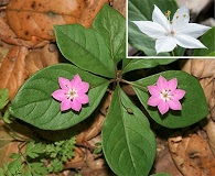 Lysimachia latifolia