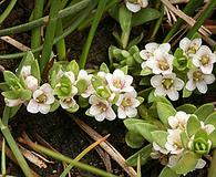 Lysimachia maritima