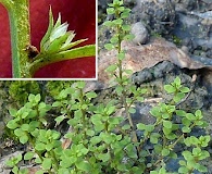 Lysimachia minima