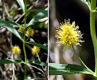 Lysimachia thyrsiflora