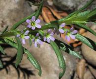 Lythrum hyssopifolia