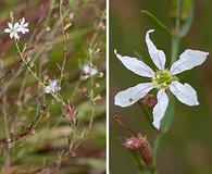 Lythrum lineare