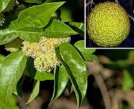 Maclura pomifera