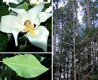 Magnolia macrophylla