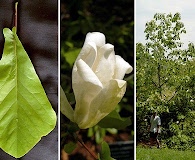 Magnolia pyramidata