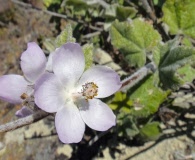 Malacothamnus clementinus