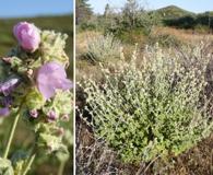 Malacothamnus enigmaticus