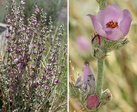 Malacothamnus fremontii