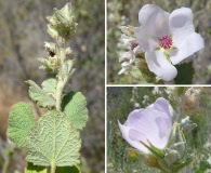 Malacothamnus marrubioides