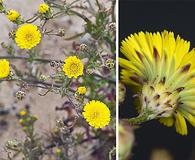 Malacothrix foliosa