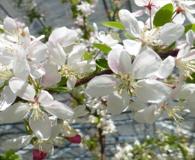 Malus X floribunda
