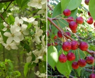 Malus baccata