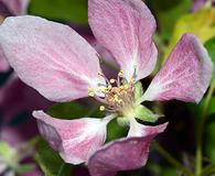 Malus coronaria