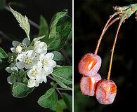 Malus fusca