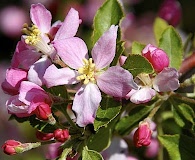 Malus ioensis