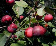 Malus prunifolia