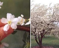 Malus toringo