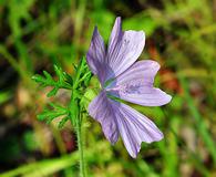 Malva alcea