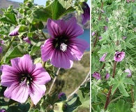 Malva arborea