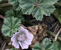 Malva neglecta