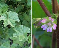 Malva parviflora