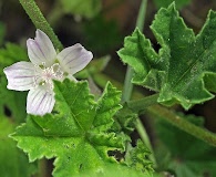 Malva pusilla