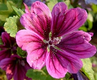 Malva sylvestris