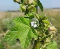 Malva verticillata