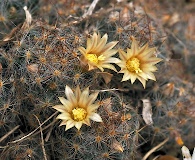 Mammillaria prolifera