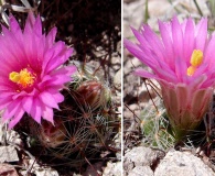 Mammillaria wrightii