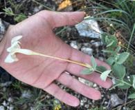 Mandevilla macrosiphon