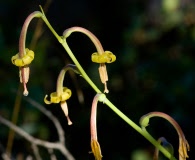 Manfreda singuliflora