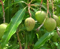 Mangifera indica