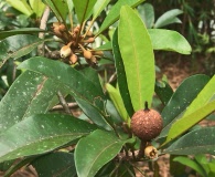 Manilkara zapota