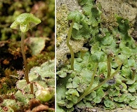 Marchantia quadrata