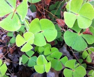 Marsilea macropoda