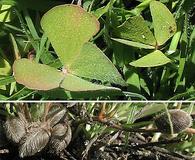 Marsilea vestita