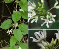 Matelea baldwyniana