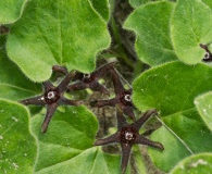 Matelea biflora