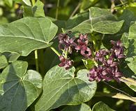 Matelea carolinensis