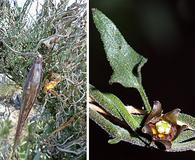 Matelea parvifolia