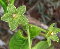 Matelea reticulata