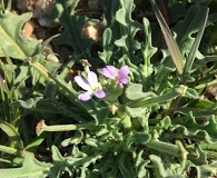 Matthiola parviflora