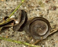 Medicago orbicularis