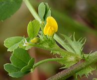 Medicago polymorpha