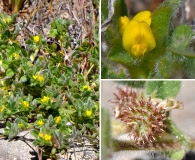 Medicago praecox